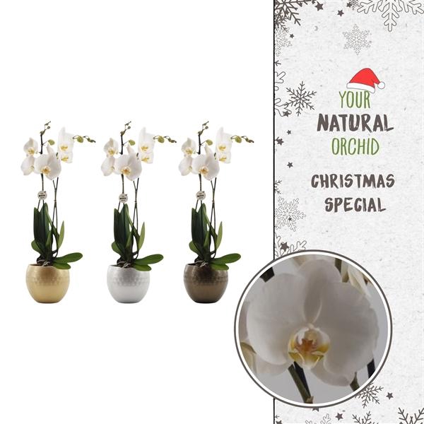 <h4>Christmas | Nottingham 2 spike | Lisa Deluxe keramiek</h4>