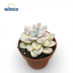 Graptoveria Titubans Variegata