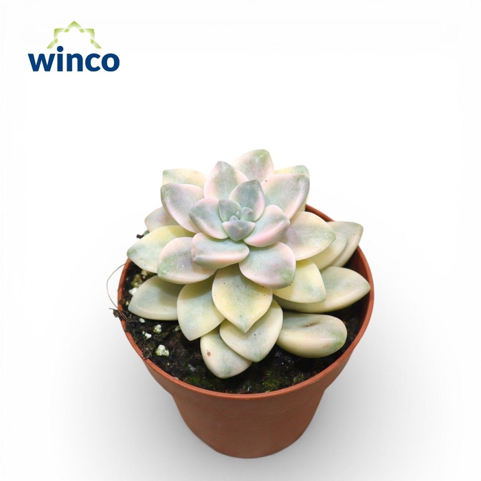 <h4>Graptoveria Titubans Variegata</h4>