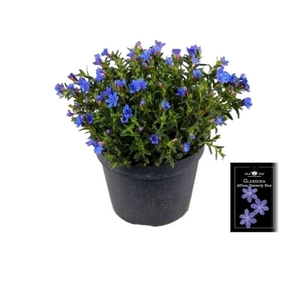 Glandora diffusa 'Heavenly Blue'