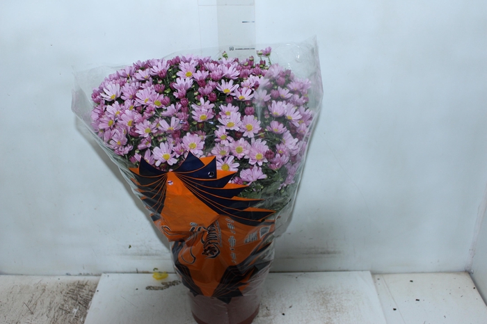 <h4>CRISANTEMO BOLA BELGA P20 ROSA</h4>