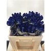 R Gr Special Blue