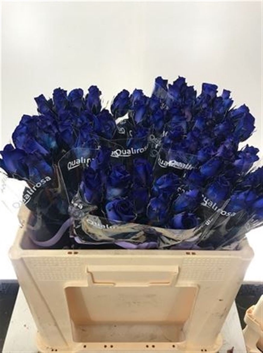 R Gr Special Blue