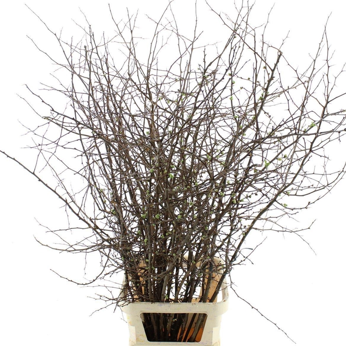 <h4>CHAENOMELES 'IVOOR'</h4>