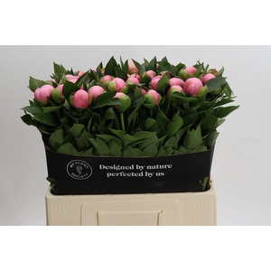 Paeonia Etched Salmon