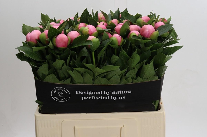 <h4>Paeonia Etched Salmon</h4>