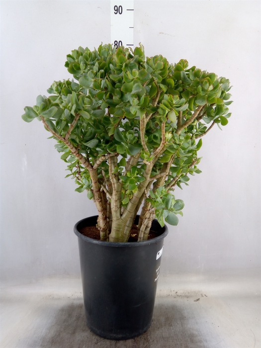 <h4>Crassula arborescens</h4>