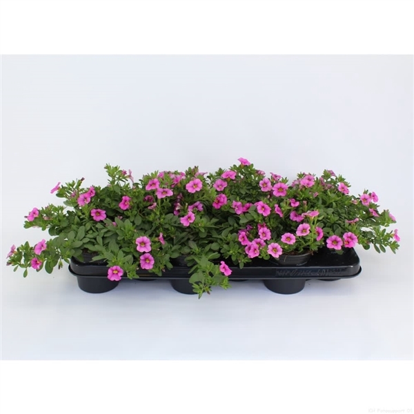 <h4>Calibrachoa Ultimate PinK</h4>