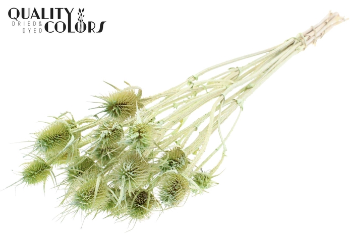 <h4>Droogbloemen   ...bewerkt H%</h4>
