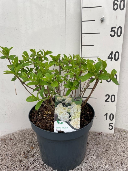 <h4>Hydrangea pan. Bobo 25-30 P26</h4>