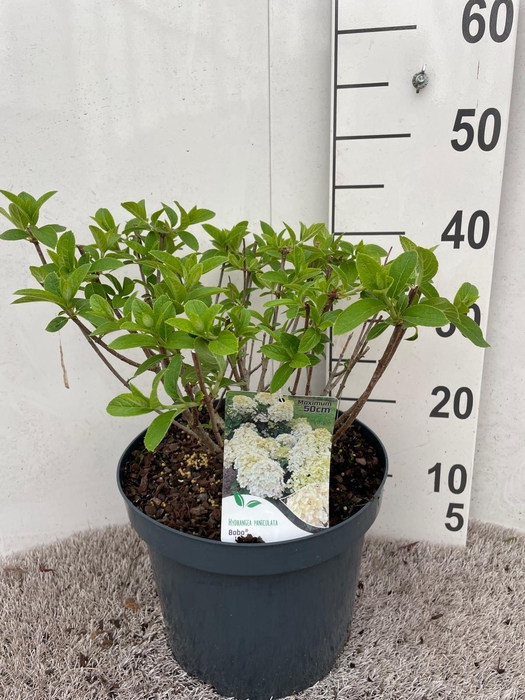 <h4>Hydrangea pan. Bobo 25-30 P26</h4>