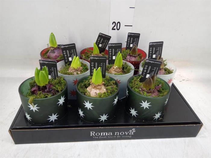 <h4>Arr. Hyacinthus L%</h4>