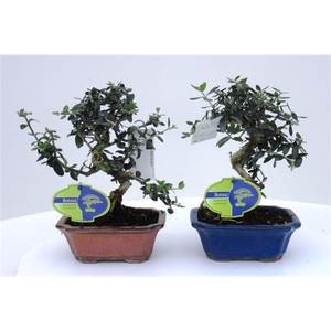 Olea sylvestris, pot 13cm.