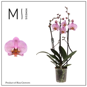 Phalaenopsis Formation 3 spike - 12cm | Mimesis