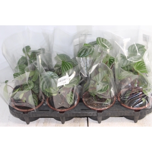 PEPEROMIA MELANCIA C13