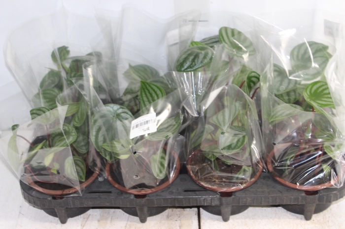 <h4>PEPEROMIA MELANCIA C13</h4>