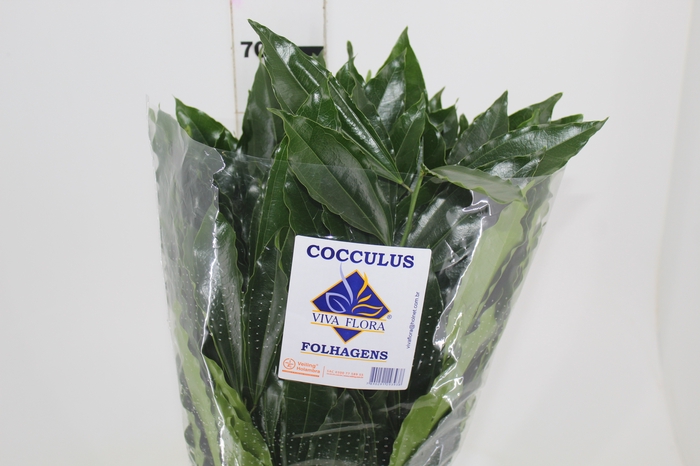 <h4>FOLHAGEM COCCULUS LAURIFOLIUS 050 CM</h4>