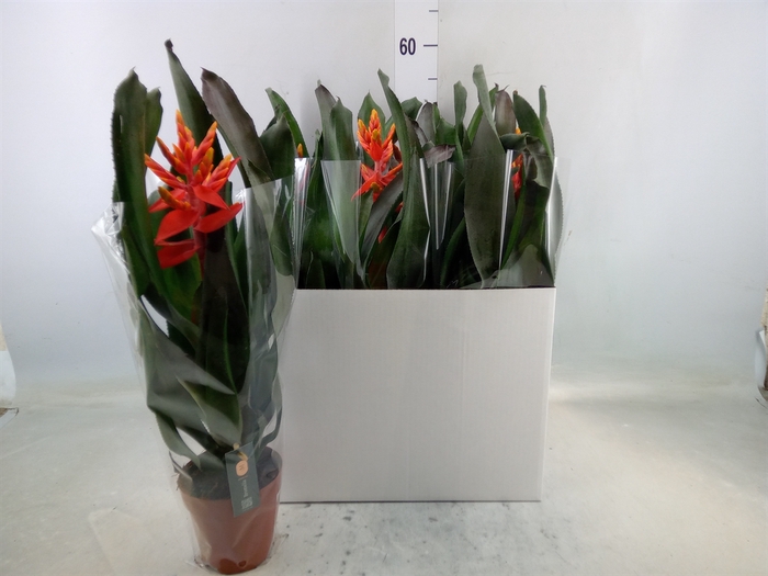 <h4>Aechmea  'Pepita Elegant Flames'</h4>