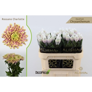 CHR G Rossano Charlotte