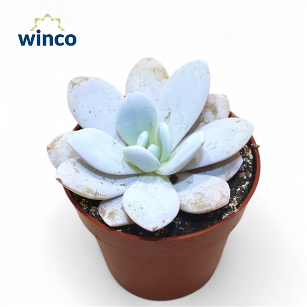<h4>Echeveria Lauii</h4>