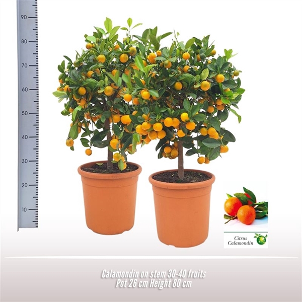 <h4>Calamondin op stam</h4>