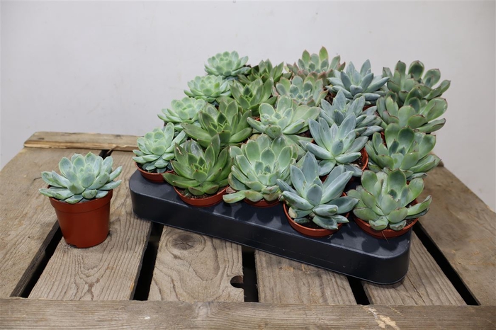 <h4>arr8 Echev Mini Mix</h4>