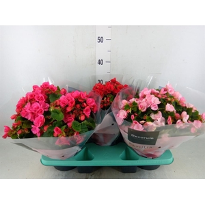 Begonia elat. EN 'Betulia' ..mix