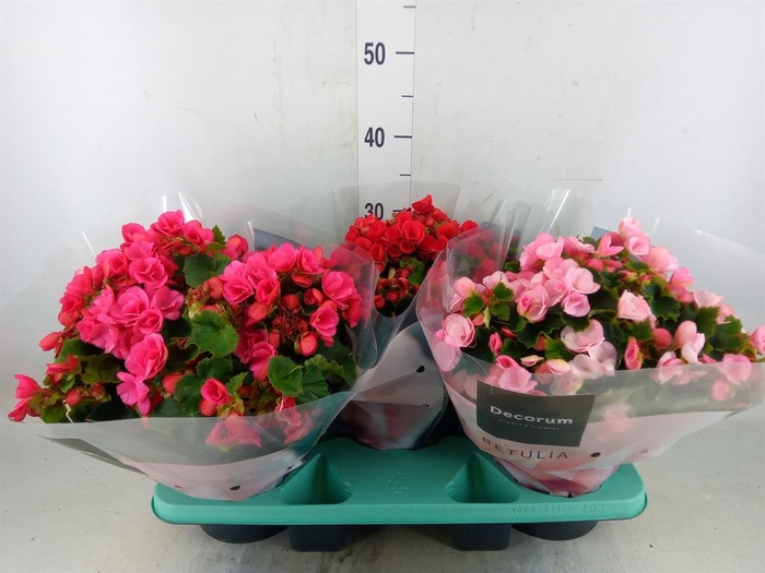 <h4>Begonia elat. EN 'Betulia' ..mix</h4>