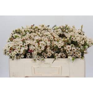 Chamelaucium Moonlight Delight