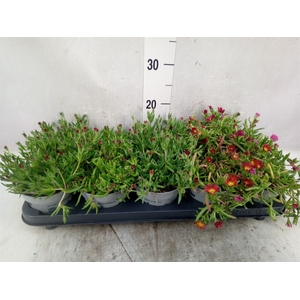 Delosperma coop. 'JewDesert'  ..mix