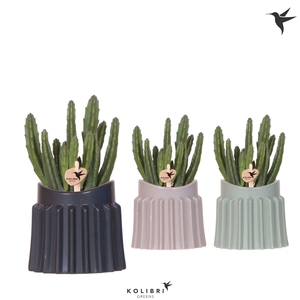 Kolibri Greens Stapelia Leendertziae in Raw pot mix
