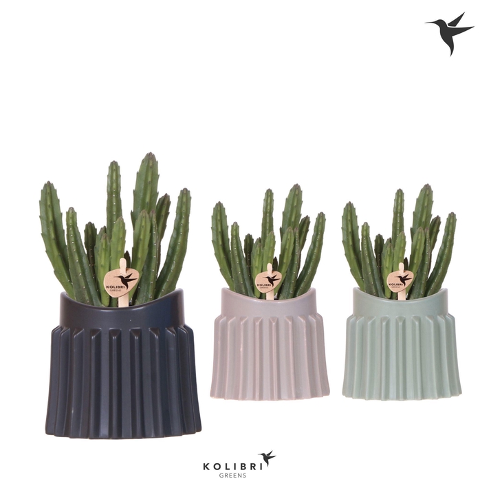 <h4>Kolibri Greens Stapelia Leendertziae in Raw pot mix</h4>