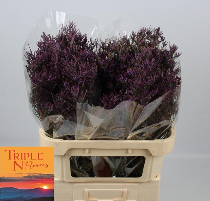 <h4>LIM SAF DARK BLUE</h4>