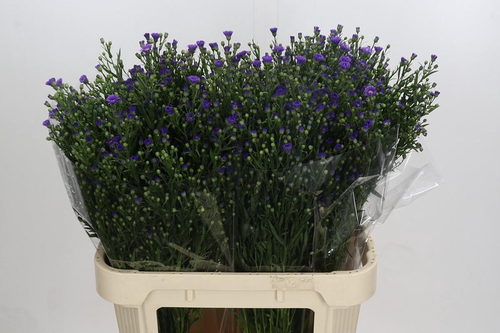 <h4>Aster Casamare</h4>