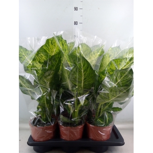 Dieffenbachia  'Mars'