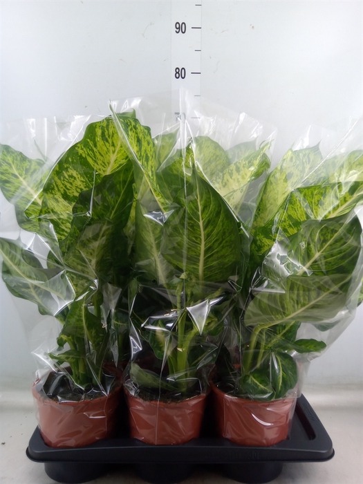 <h4>Dieffenbachia  'Mars'</h4>