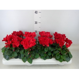 Cyclamen KL 'Compact'