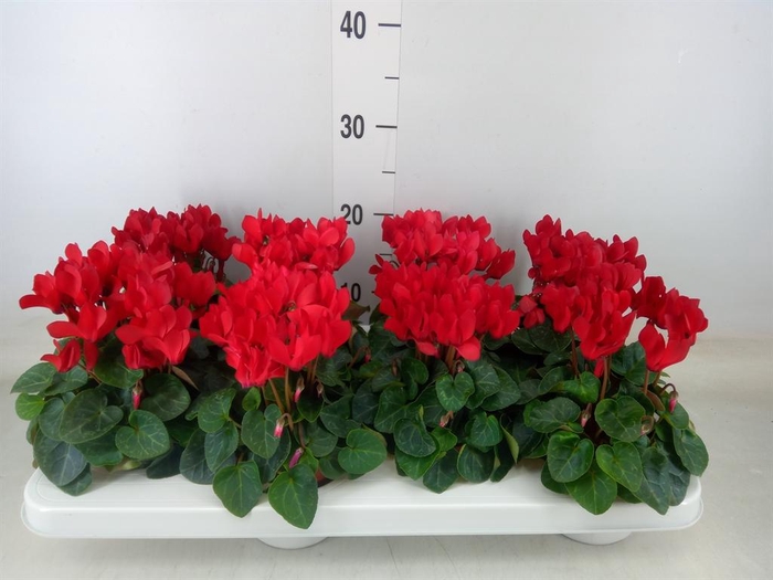 <h4>Cyclamen KL 'Compact'</h4>