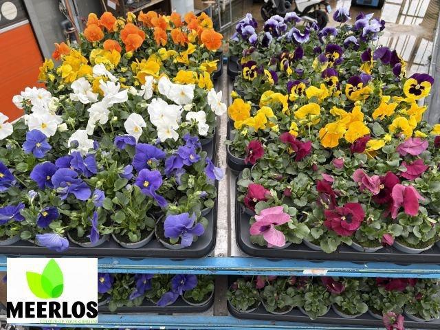 <h4>VIO F1 HYBR GEM</h4>