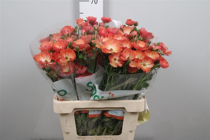 <h4>Ran Magical Salmousse</h4>