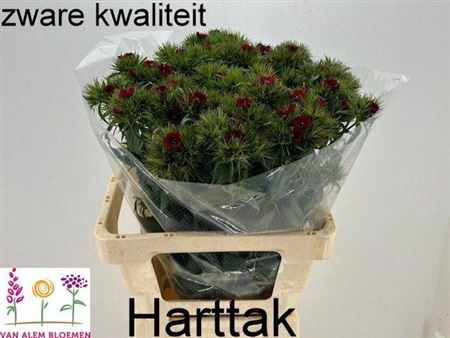 <h4>Di Barb S Will Red Ex</h4>