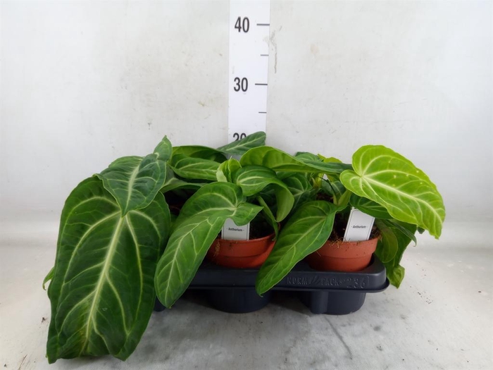 <h4>Anthurium   ...</h4>