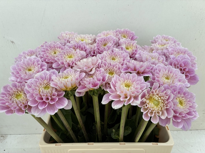 <h4>DAHL DEC SWEET LOVE</h4>