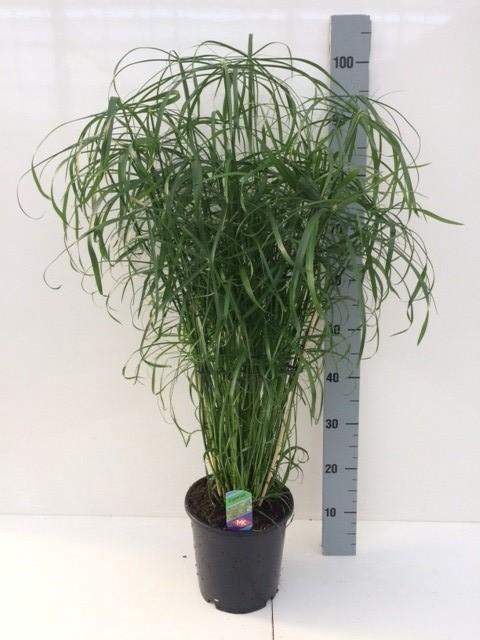 <h4>CYPER ALTERNIFOLIUS</h4>