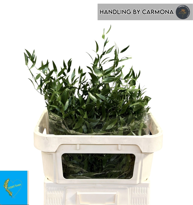 <h4>DANAE RACEMOSA</h4>