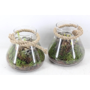 arr4 Bollenmix MB - Glas paris kl. 285/5