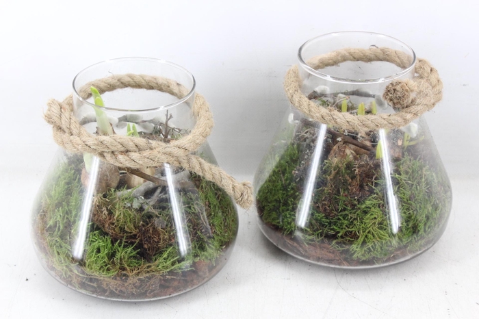 <h4>arr4 Bollenmix MB - Glas paris kl. 285/5</h4>