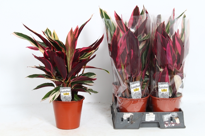 <h4>STROM SA TRIOSTAR</h4>