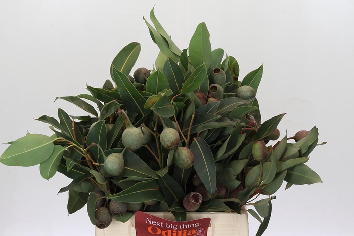 <h4>Kaaps Groen Euc. Bell Gum</h4>