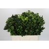 Pittosporum Ilan